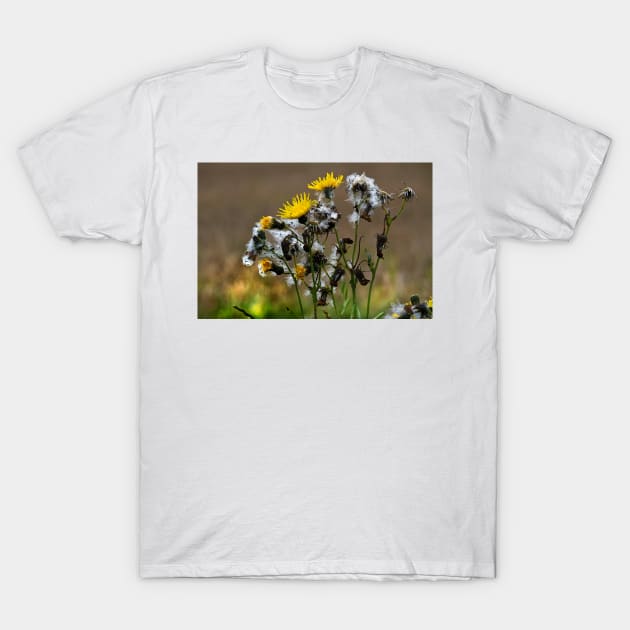 Dandelion  life cycle T-Shirt by Violaman